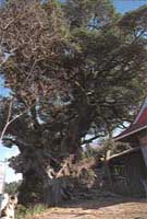 八坂神社のシイの写真